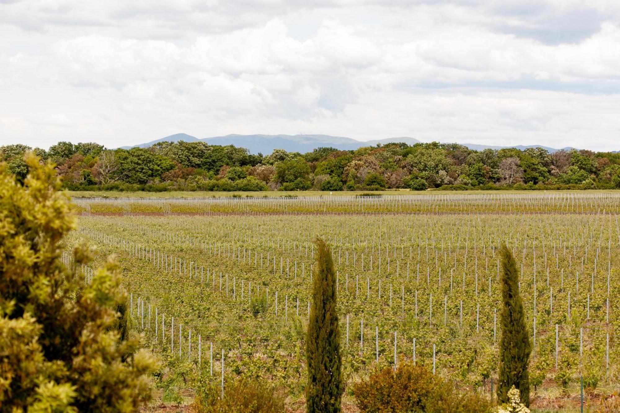 Resort Il Casale Bolgherese Bolgheri Kültér fotó